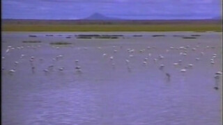 A vadon lánya (1997) - Szinkronos erotikus film